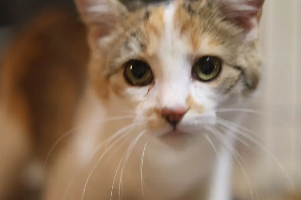 Cera - Domestic Short Hair