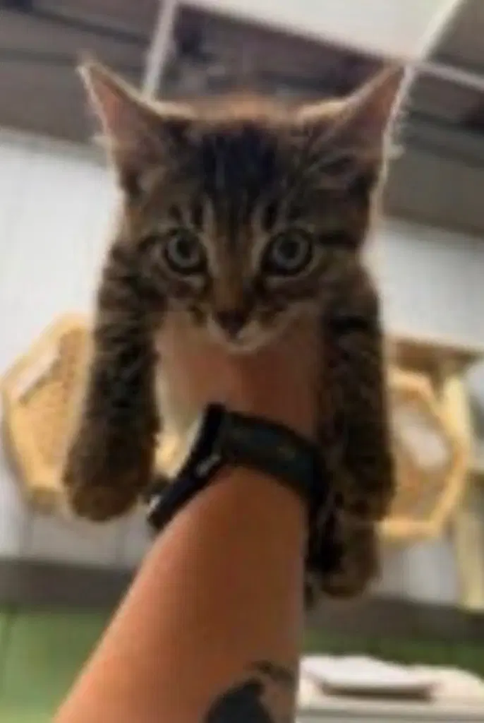 Jimmie - Domestic Short Hair