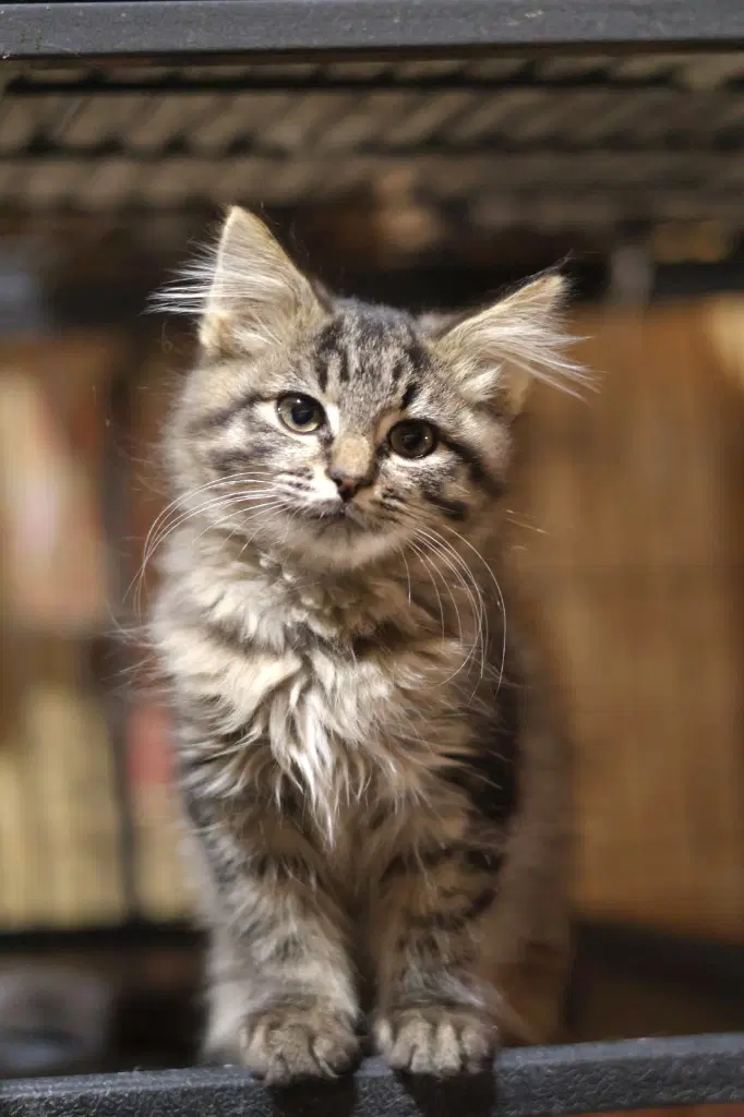 Floop - Domestic Short Hair
