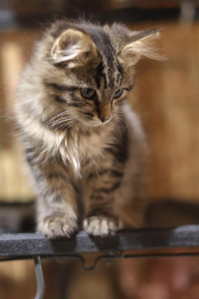 Floop, photo 3