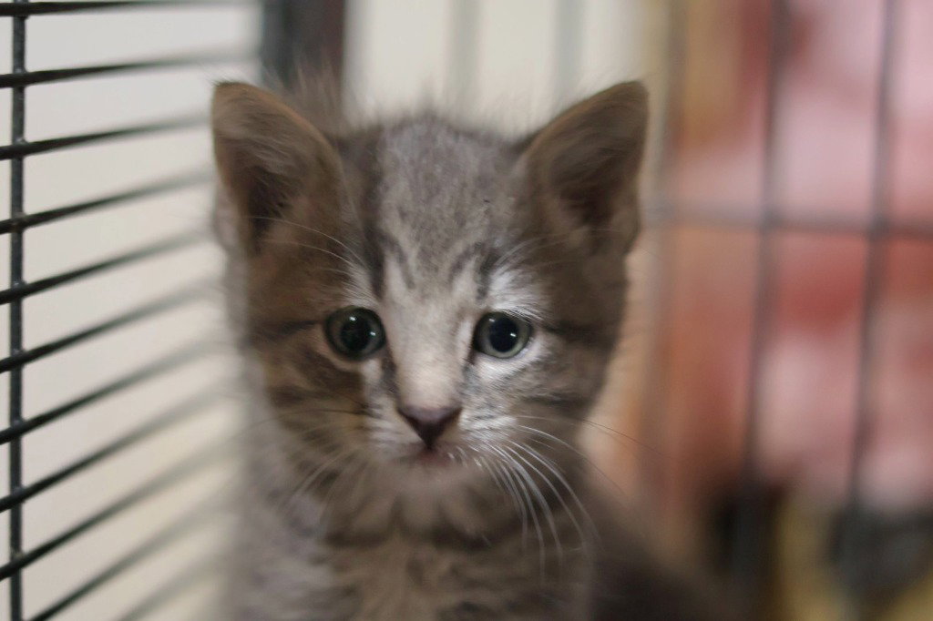 Jellybean, photo 2