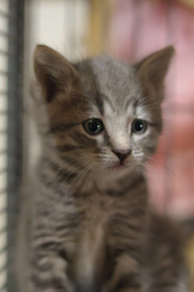 Jellybean, photo 3
