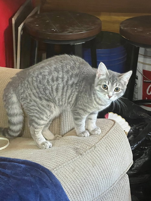 Elara, photo 2