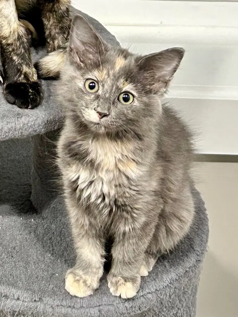 Pistachio - Domestic Long Hair