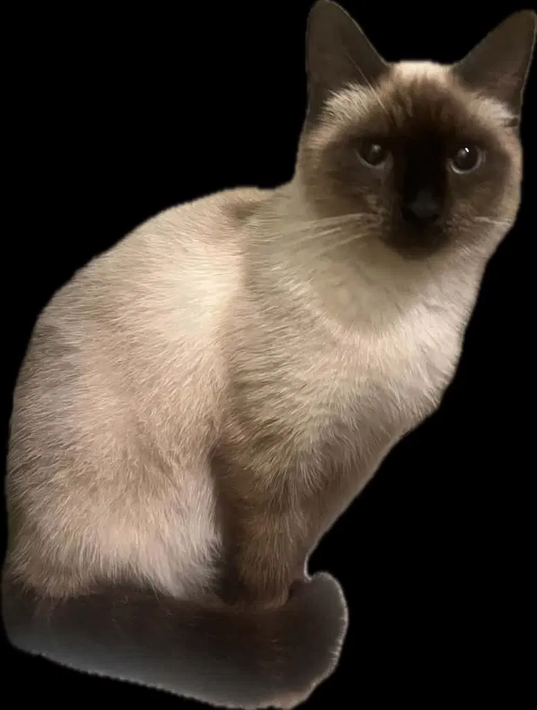 Sophie - Siamese