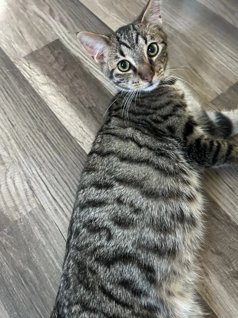 Twix - Domestic Short Hair