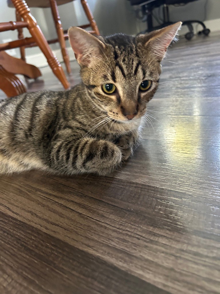 Twix, photo 2