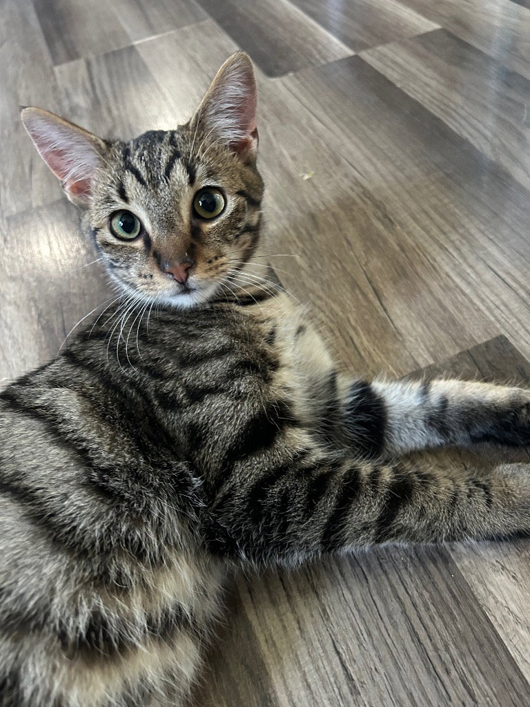Twix, photo 3