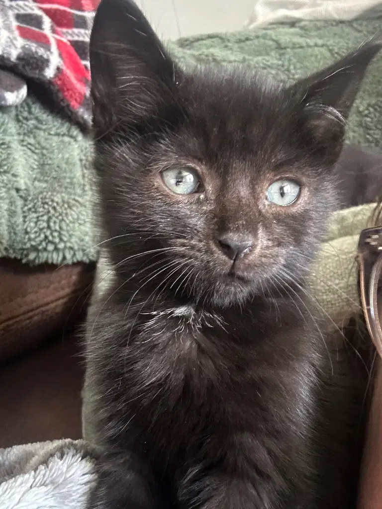 Stevie - Domestic Short Hair