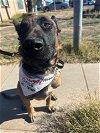 adoptable Dog in imlay city, MI named Hipster - located in Arizona