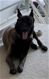 adoptable Dog in , MI named Nova - Located in AZ