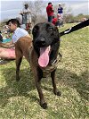 adoptable Dog in , MI named Nova - Located in AZ