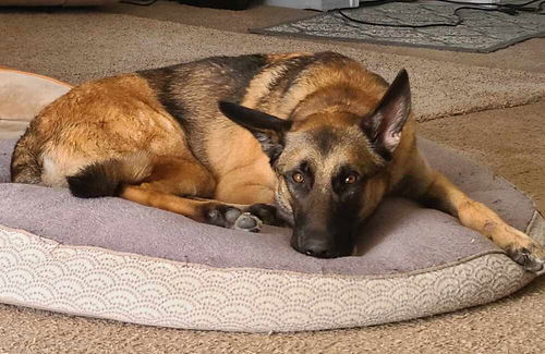picture of the dog needing adoption