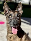 adoptable Dog in  named Roger (formerly Champ) - located in Alabama