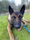 adoptable Dog in , MI named Oso - Located in CA