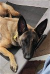 adoptable Dog in  named Boozy Brood- Malort fka Zin- Located in Wisconsin