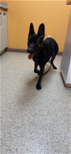 adoptable Dog in , MI named Onyx Jane - Located in MN