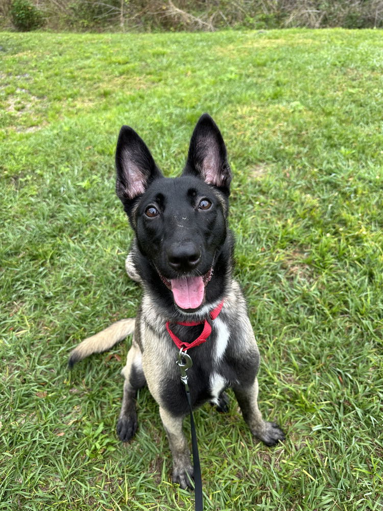 adoptable Dog in Imlay City, MI named Lucky - Located in Florida