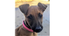 adoptable Dog in , MI named Siva Puppy Pistol - Located in CO