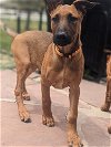 adoptable Dog in  named Siva Puppy Julius - Located in CO
