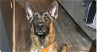 adoptable Dog in  named Danzig FTA Reptar Blue located in NE