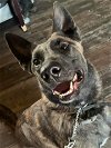adoptable Dog in imlay city, MI named Goose - Located in Oklahoma
