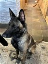 adoptable Dog in  named Lucky Boyâlocated in WI