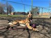 adoptable Dog in  named Kodaâlocated in Michigan