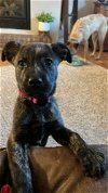 adoptable Dog in , MI named Penelope Jane - Michigan