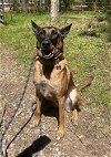 adoptable Dog in  named Kane - Located in GA