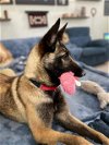 adoptable Dog in  named Tiki- Located in North Carolina