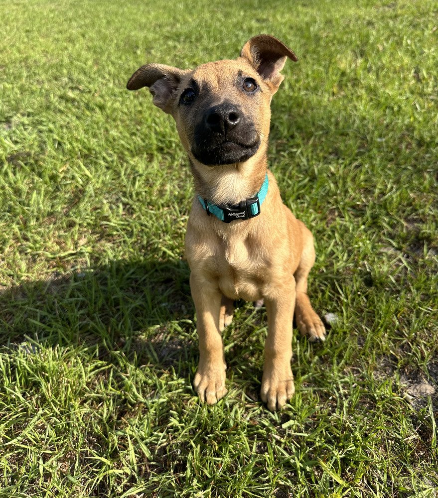 adoptable Dog in Imlay City, MI named Gizmo - Located in Florida