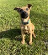 adoptable Dog in imlay city, MI named Gizmo - Located in Florida