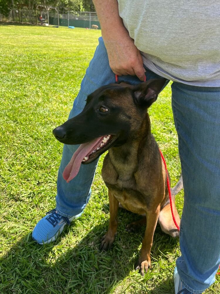 adoptable Dog in Imlay City, MI named Katie - formerly Elektra - Located in Georgia