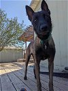 adoptable Dog in  named Blueberry - Located in WA