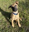adoptable Dog in imlay city, MI named Felix -- Located in Florida