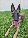 adoptable Dog in  named Veronica - located in Florida