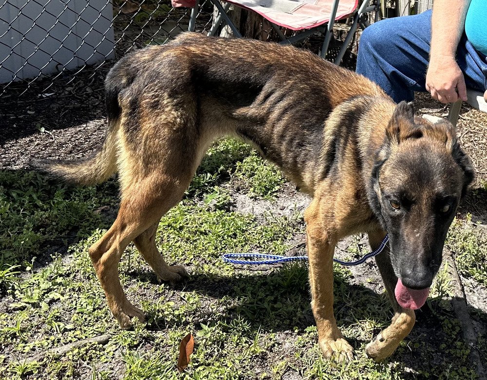 adoptable Dog in Imlay City, MI named Bria - Located in Florida