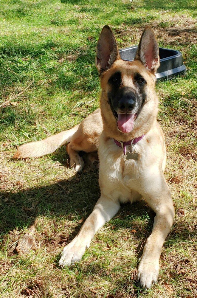 adoptable Dog in Imlay City, MI named Reha - Located in MI