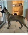 adoptable Dog in imlay city, MI named Dottie - Located in Florida