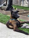 adoptable Dog in , MI named Nikita - Located in CA