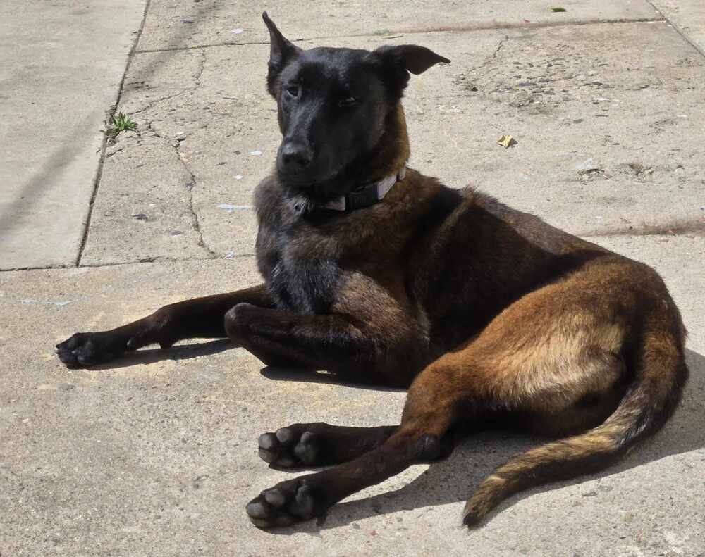 adoptable Dog in Imlay City, MI named Nikita - Located in CA