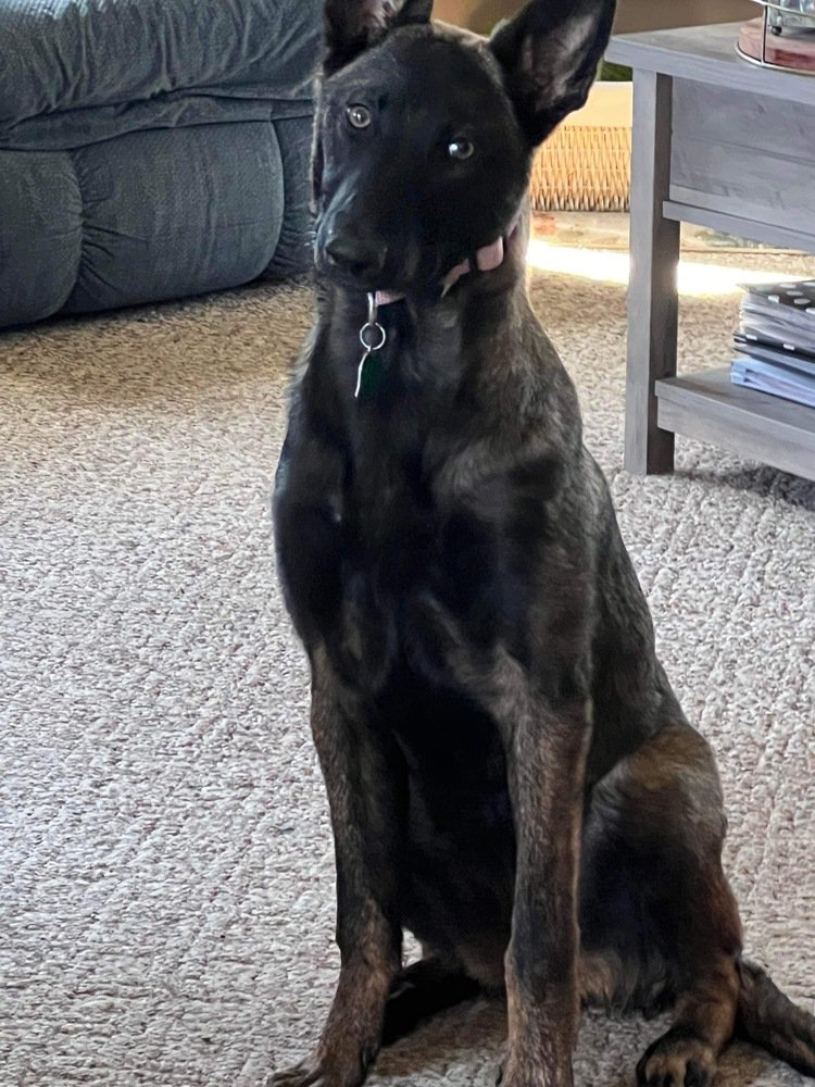 adoptable Dog in Imlay City, MI named Cinder - was Leia Skywalker - Located in Michigan