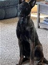 adoptable Dog in imlay city, MI named Cinder - was Leia Skywalker - Located in Michigan