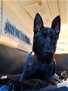 adoptable Dog in imlay city, MI named ChloÃ© - Located in CA
