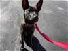adoptable Dog in , MI named Rayaâlocated in Michigan