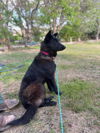 adoptable Dog in , MI named Morgan - Located in CA