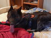 adoptable Dog in  named Mayhem located in NM