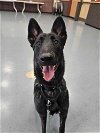 adoptable Dog in  named Salem - Located in CO