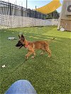 adoptable Dog in , MI named Nemo Litter (Flo) - Located in Florida